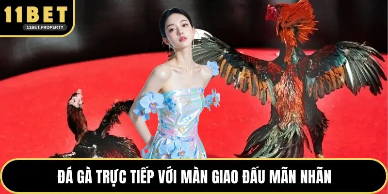 Đá gà trực tiếp với màn giao đấu mãn nhãn